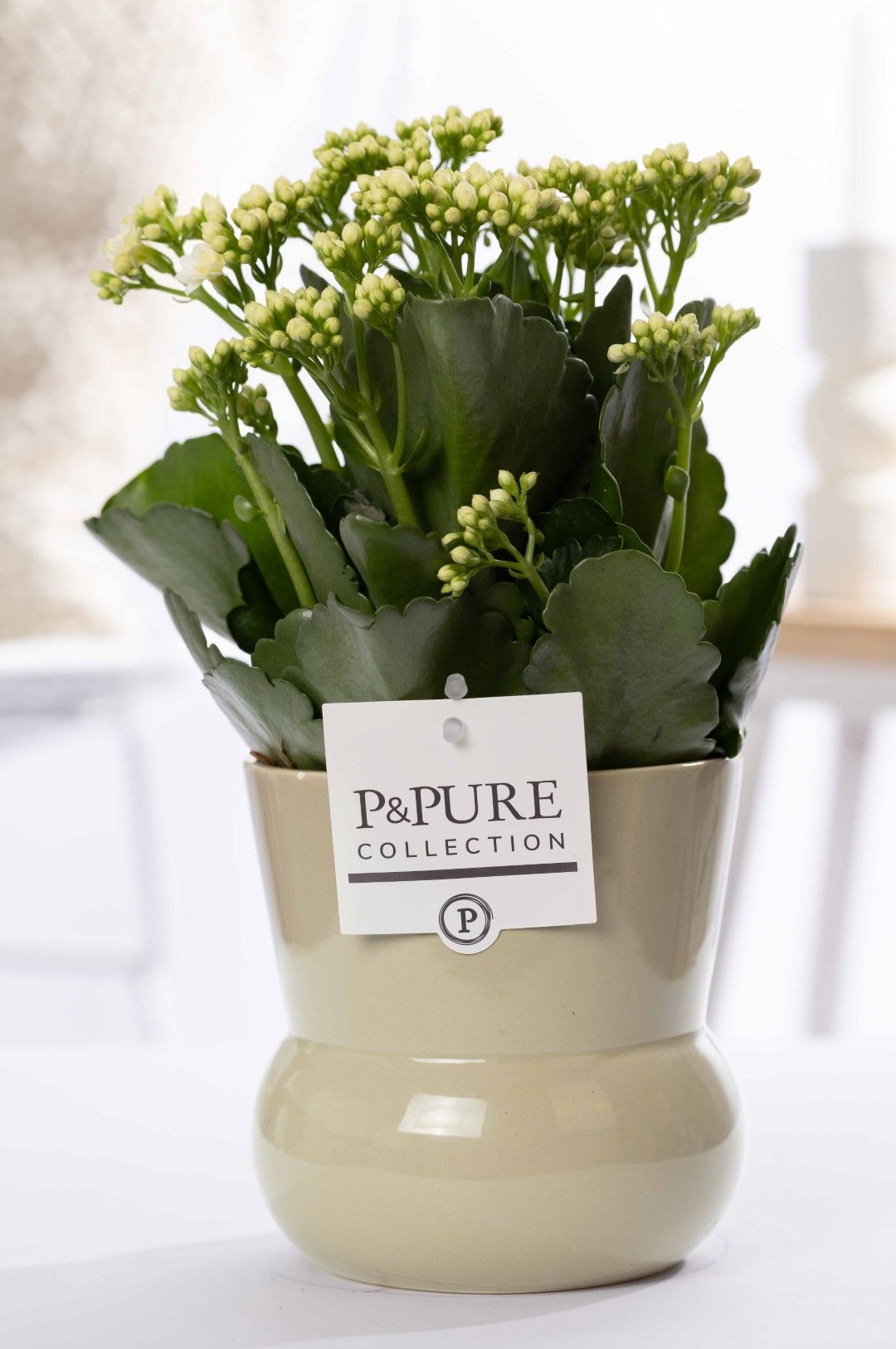Kalanchoe white in P&PURE Plant Vase Maxima green, D 12