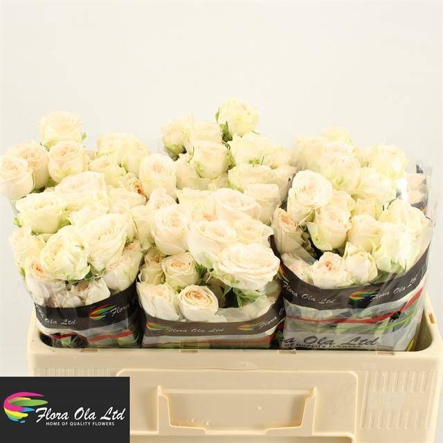 Роза куст. Софи 50, шт.