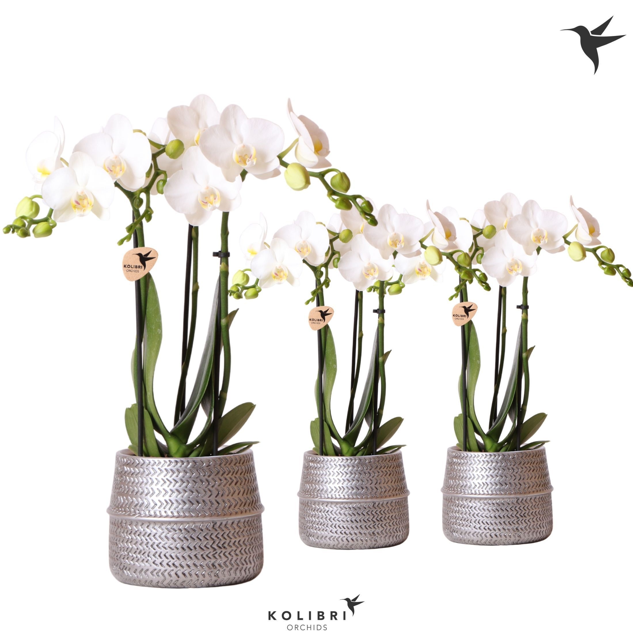Kolibri Orchids Phalaenopsis white 3 spike in Groove pot silver, D 9