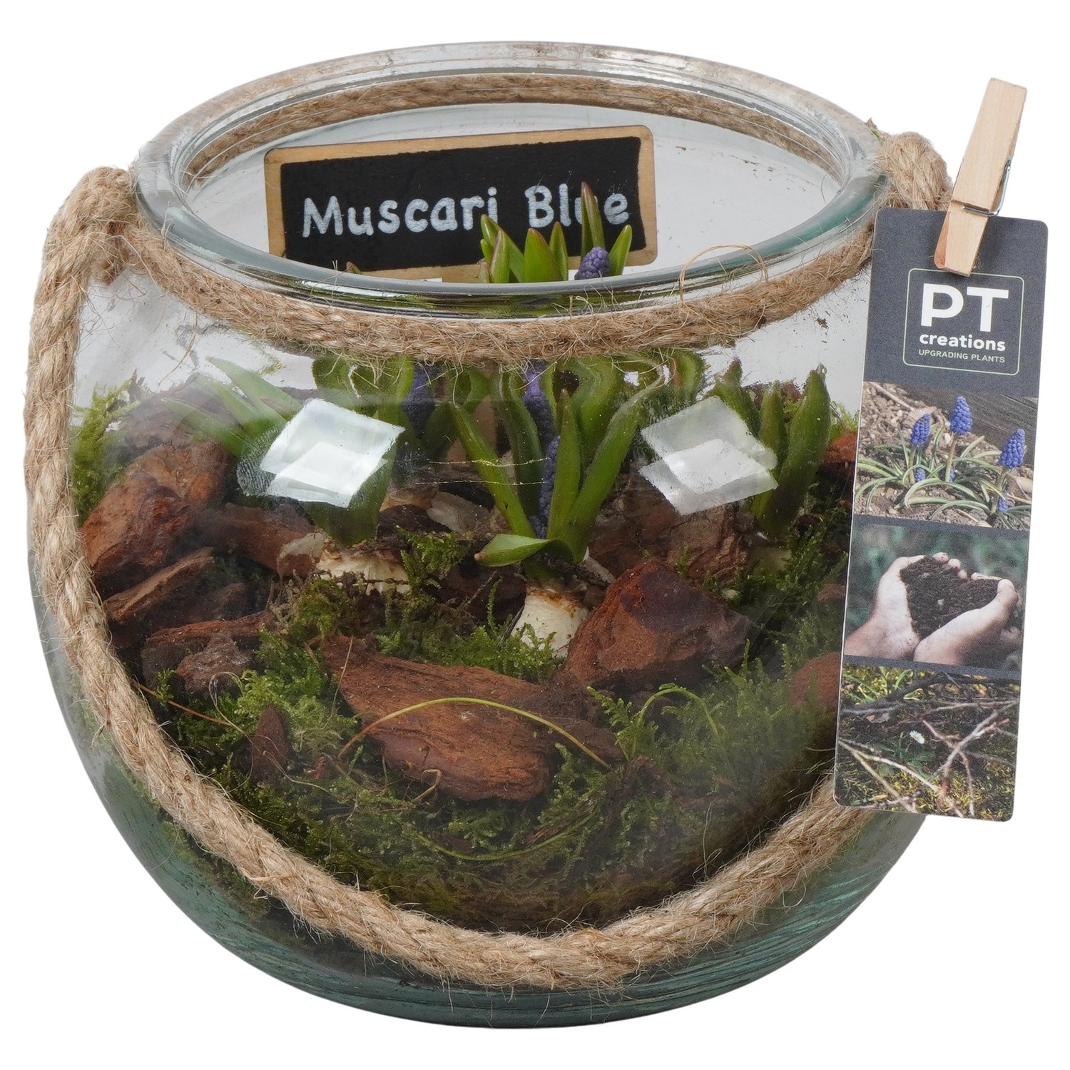 PTMB6326 Arrangement Muscari Blue in glas bol met touw, D 19