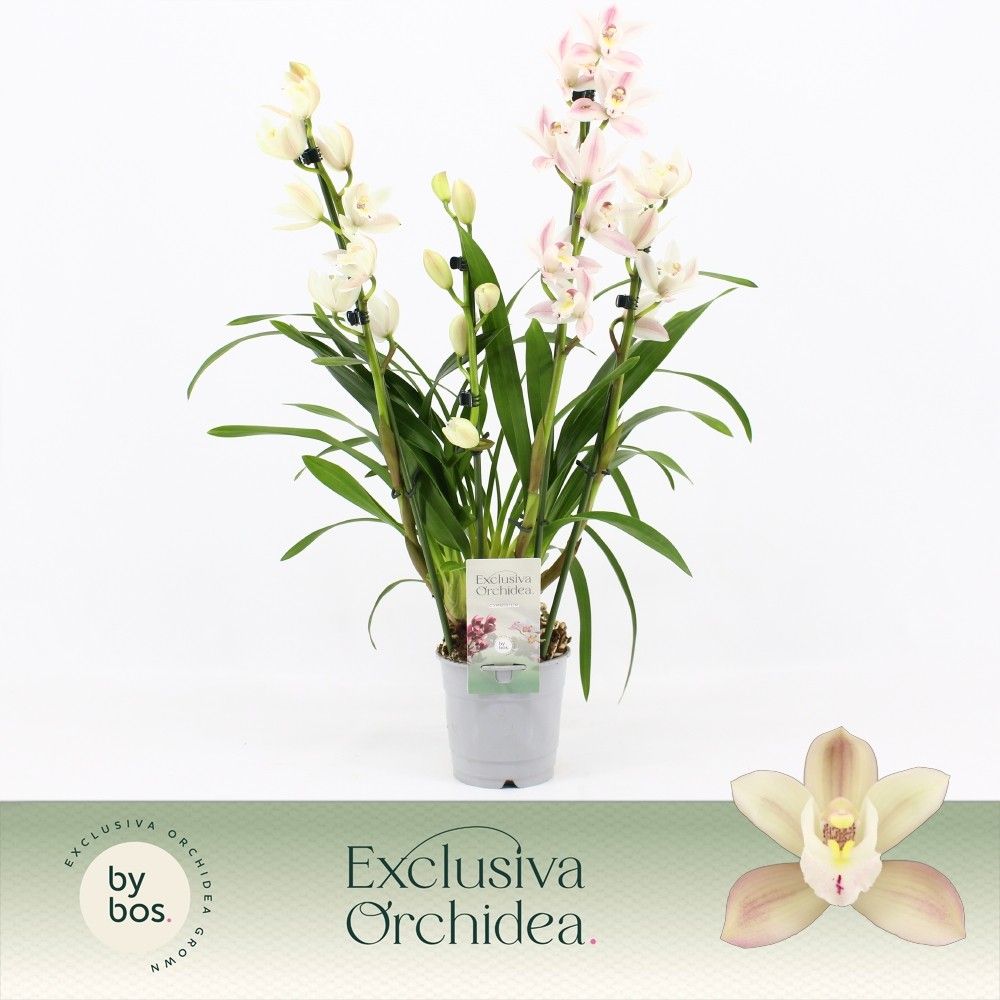 Cymbidium, Yuki 4-spike 'Exclusiva Orchidea', D 12