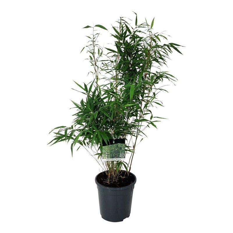 Fargesia robusta 'Wenchuan', D 24