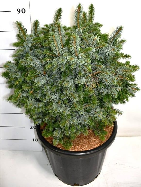 Picea sitchensis 'Tenas', D 38