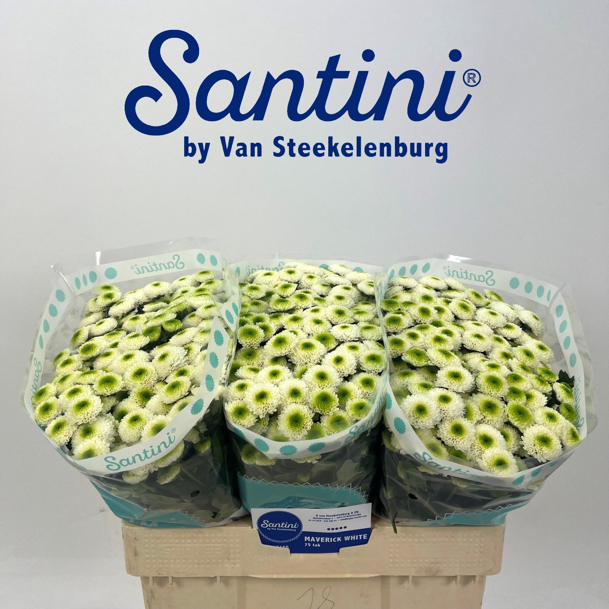 Сантини Маверик Вайт (бел.), шт.