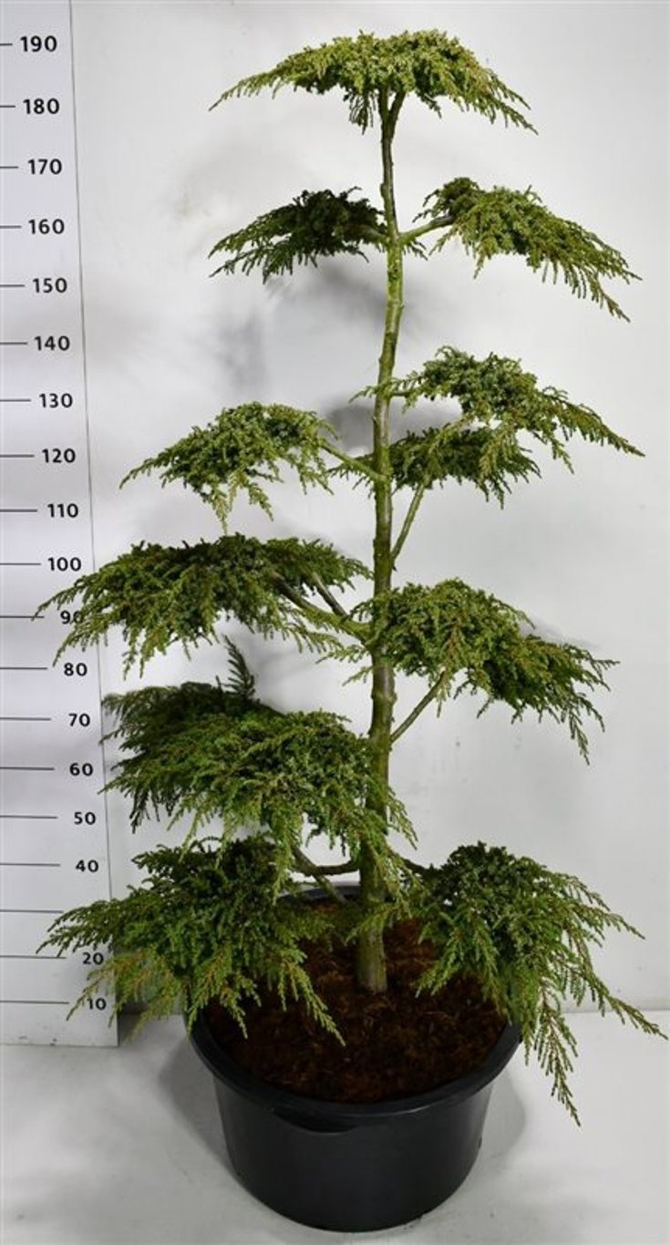 Juniperus comm. 'Green Carpet', D 54