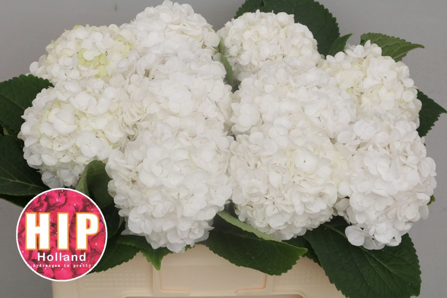 Гортензия Кэннонболл 50, шт.