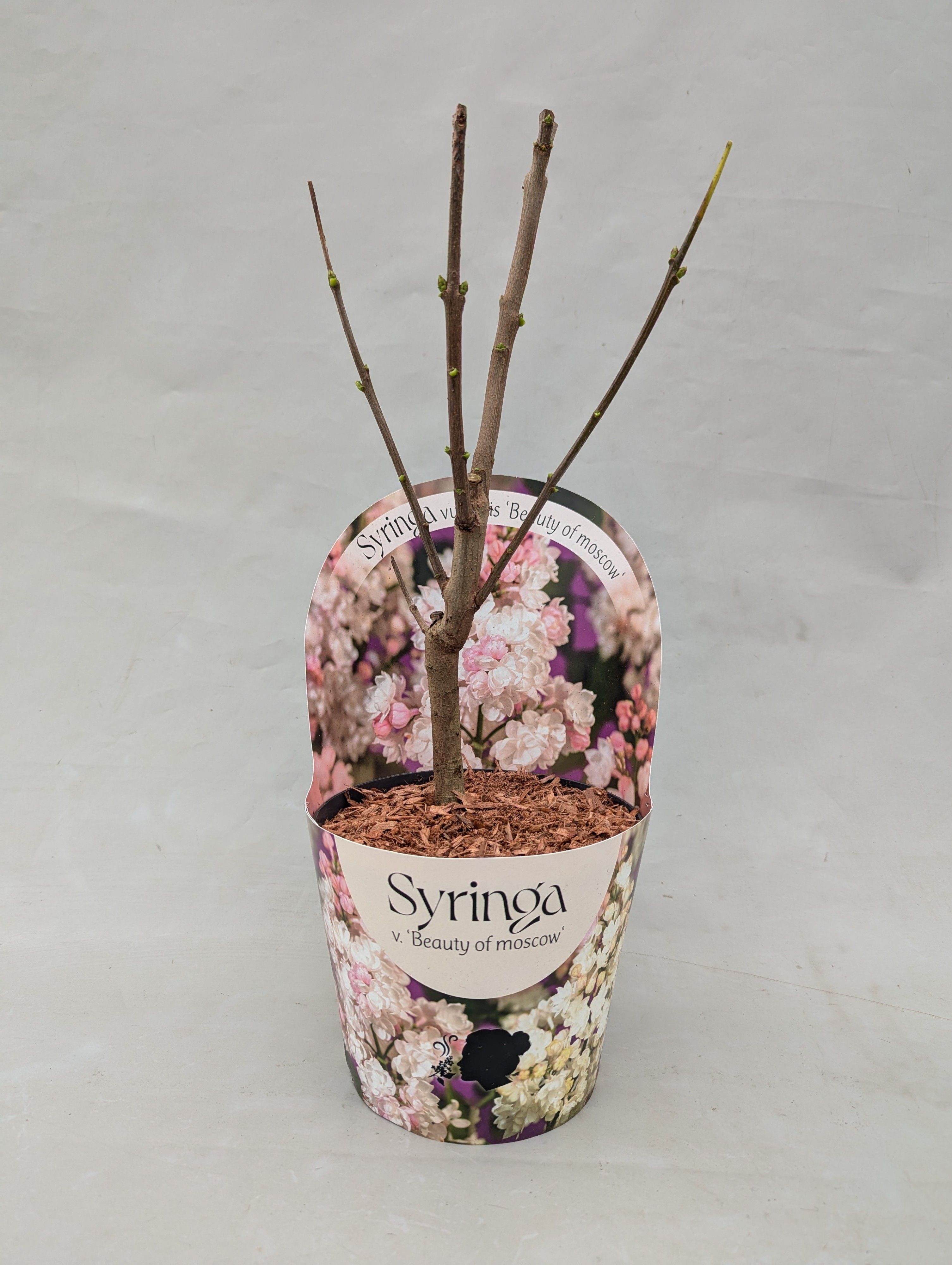 Syringa vulgaris 'Beauty of Moscow' 17 cm in potcover, D 17