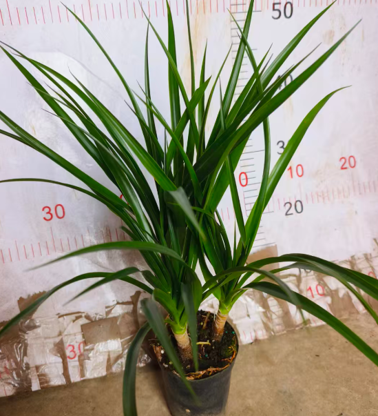 Драцена Блэк Перл 11 45