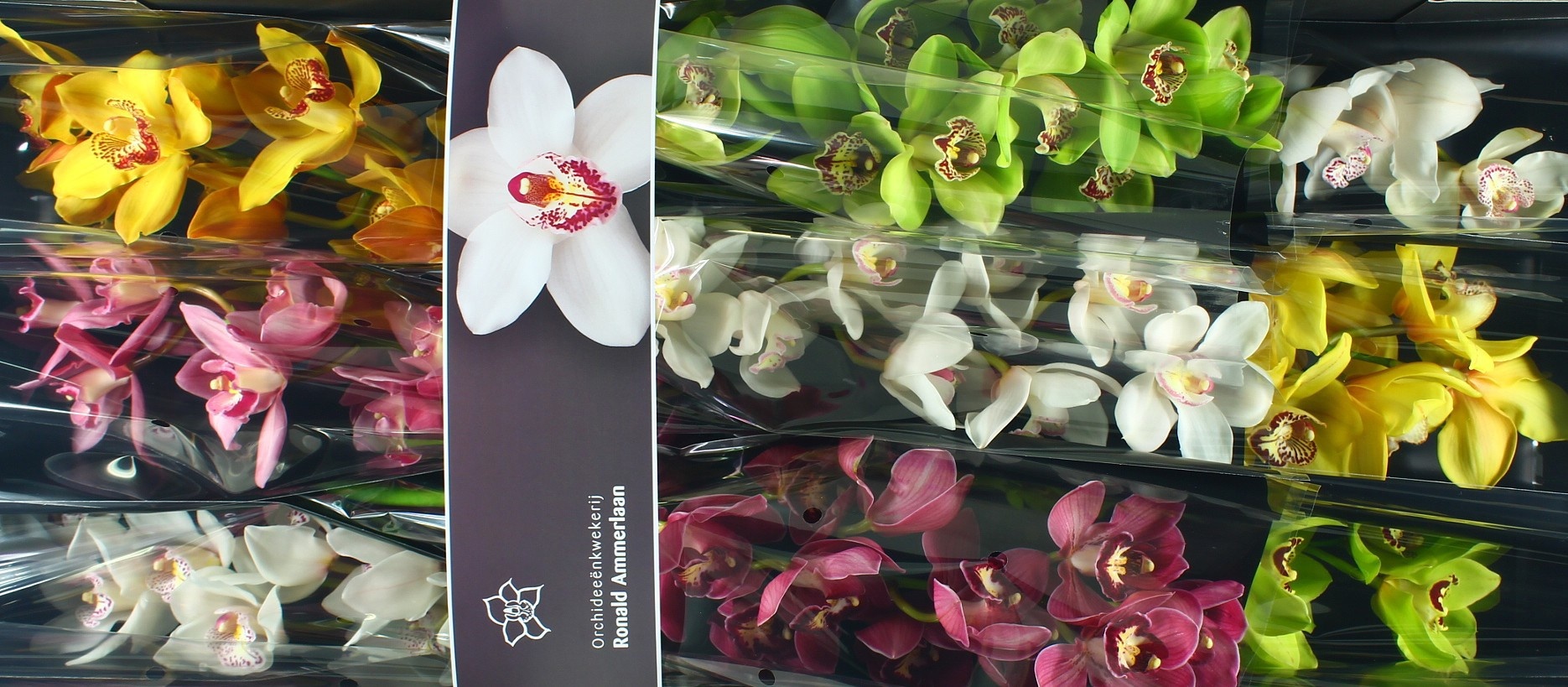 Цимбидиум Микс x9 60, шт.