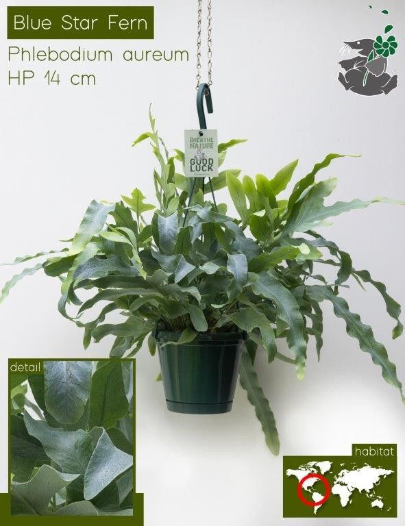 691 FDM : Exotische hangpot 14 cm PHLEBODIUM AUREUM, D 14