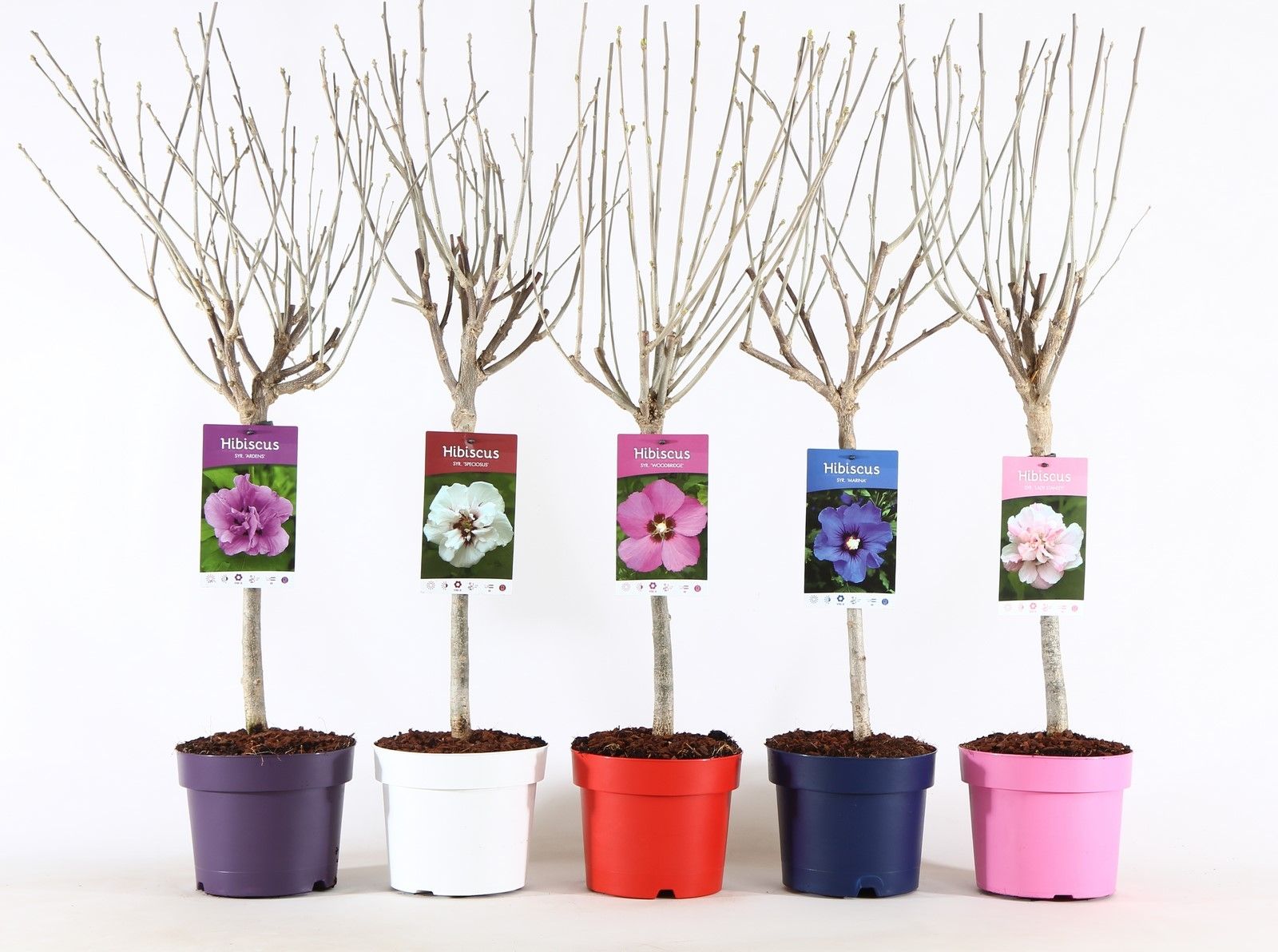 Hibiscus syr. 'Ton sur Ton' stam 30, D 19