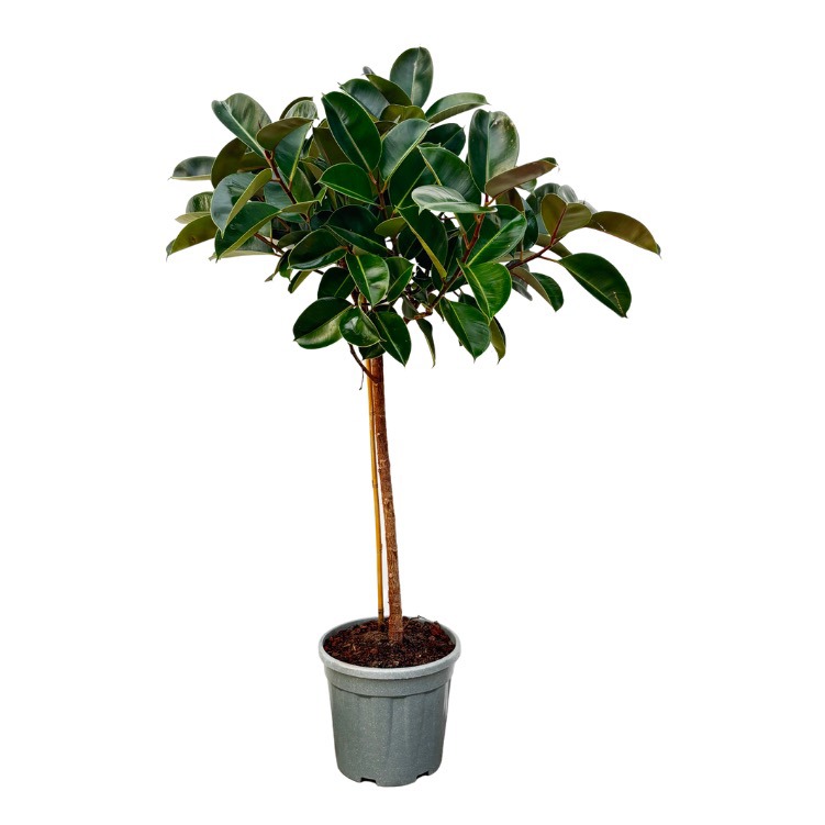 Ficus Elastica 'Robusta' boom - 160cm, D 30