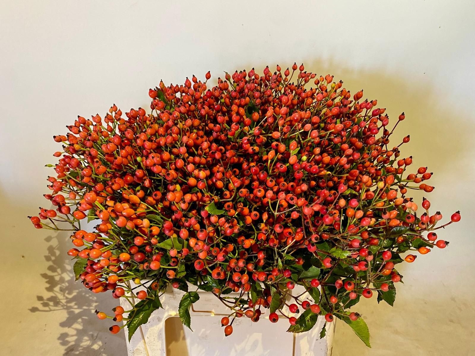 Рузботель Мэджикал Миракл 60, шт.