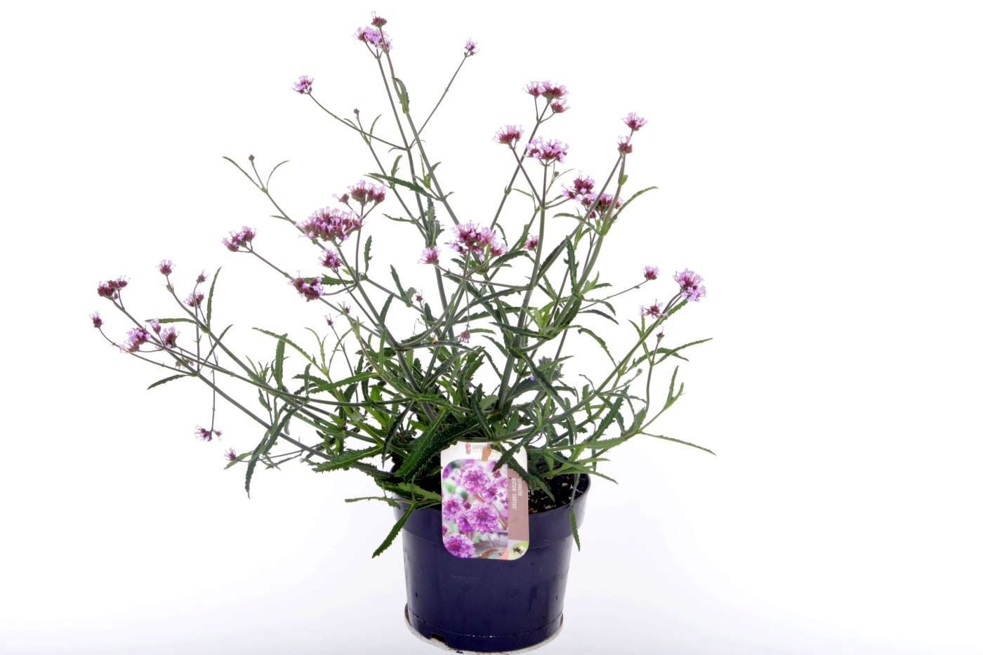 Verbena Lollipop, D 17 cm