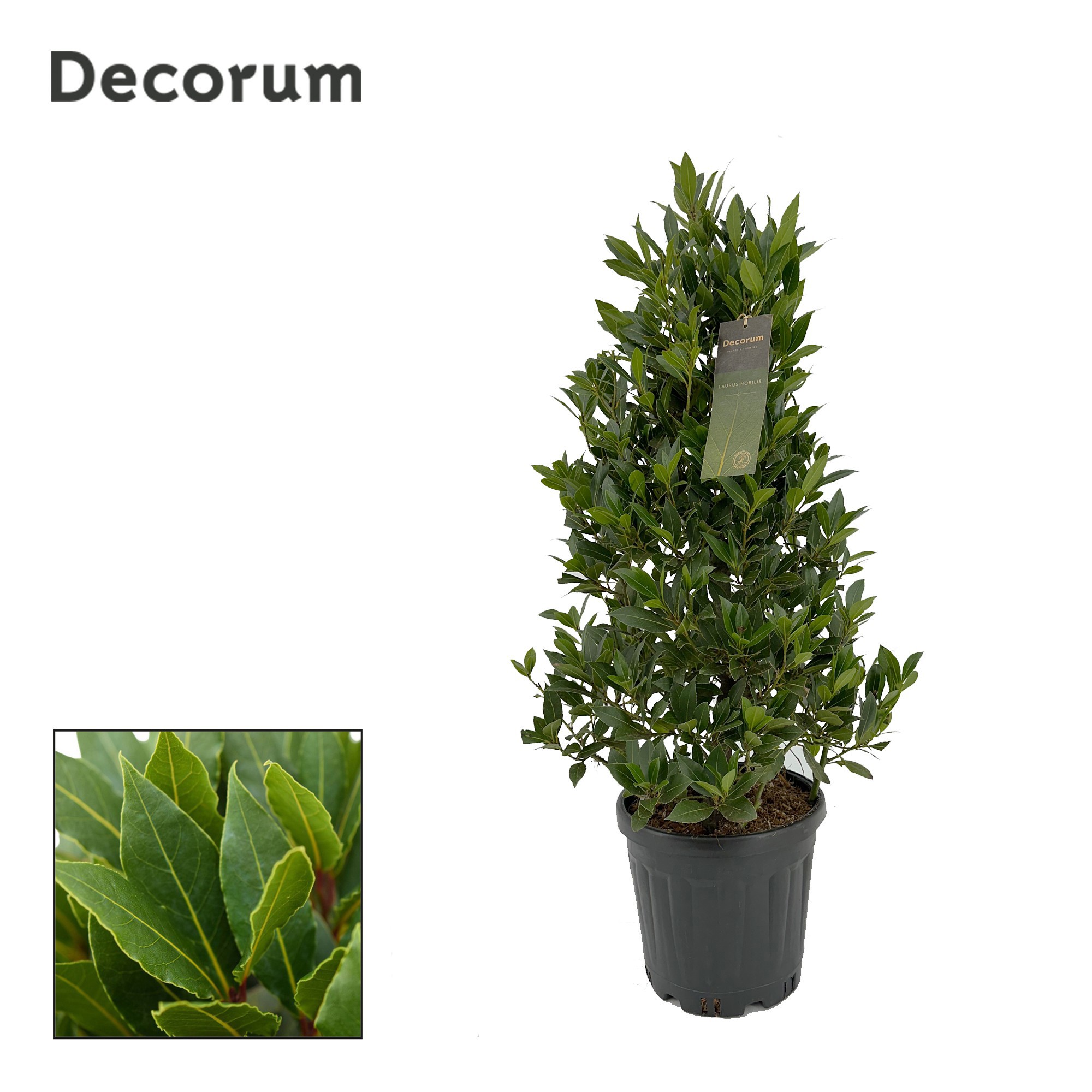 Laurus nobilis Piramide, D 25 cm