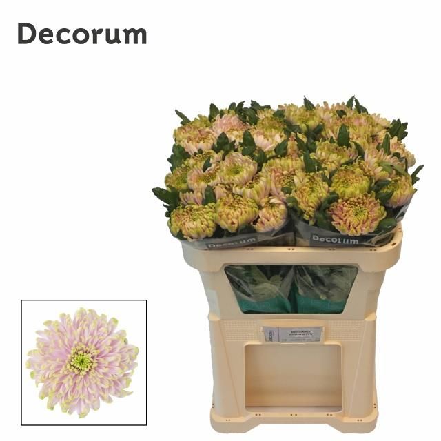 Хризантема од. Росанно Шарлот 70, шт.