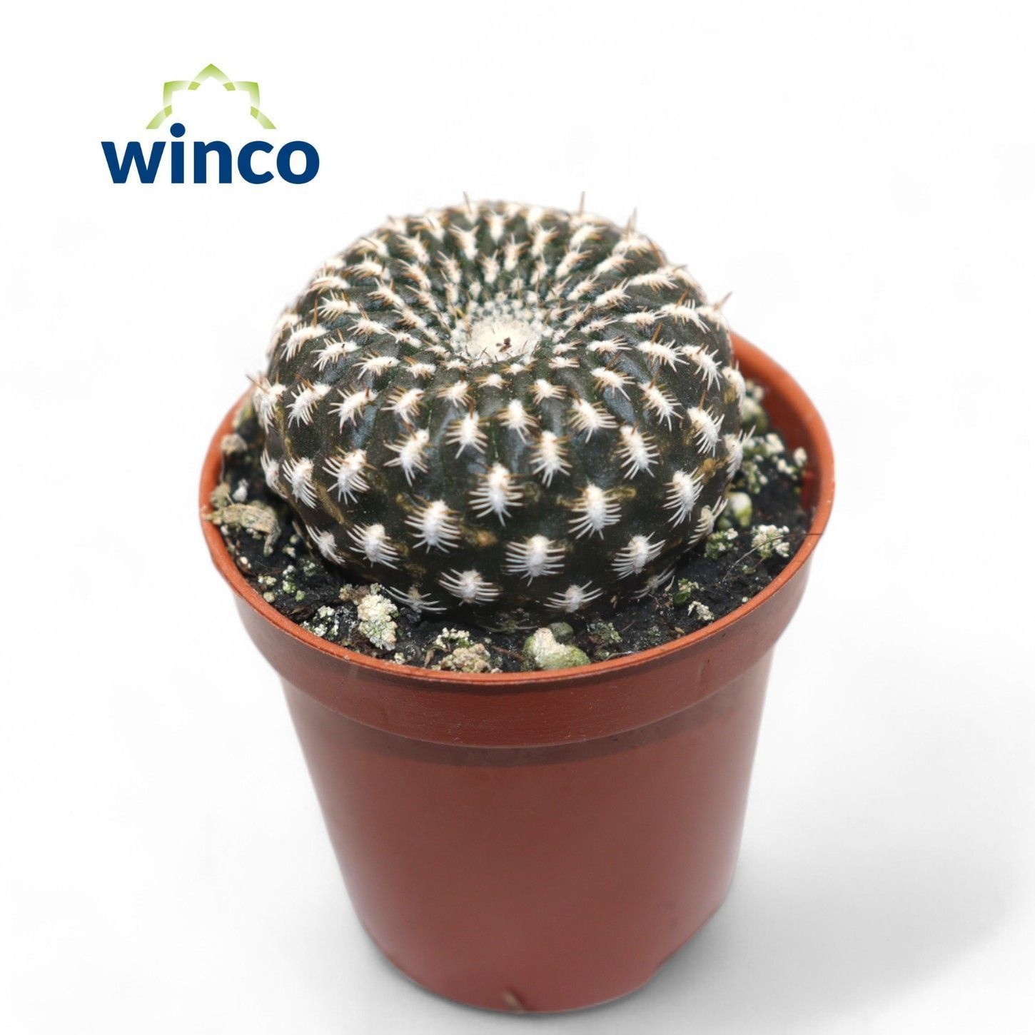 Sulcorebutia Arencea, D 5,5