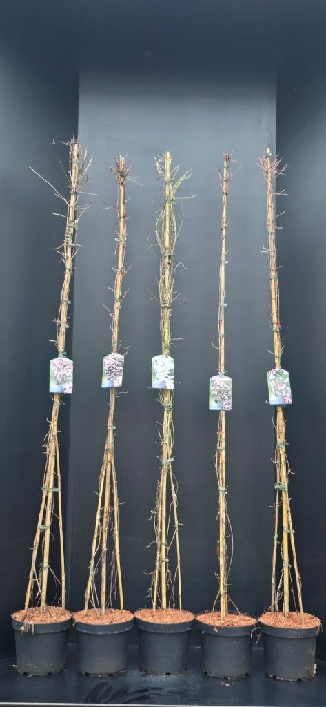 Clematis armandii Apple Blossom, D 26