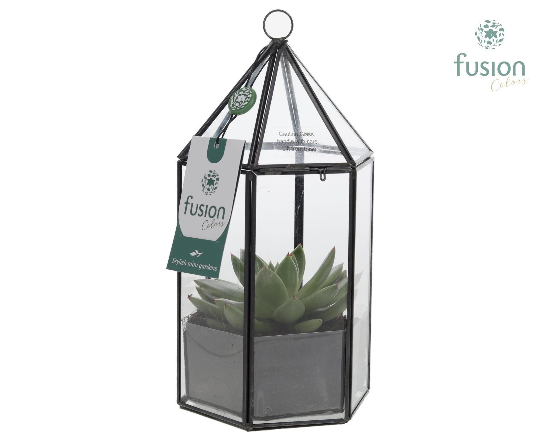 Lantaarn Geometrisch met Echeveria, D 14