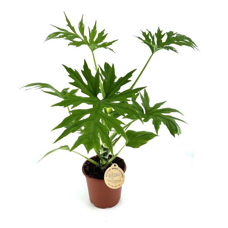 PHILODENDRON-HYBRID Warscwiczii, D 19 cm