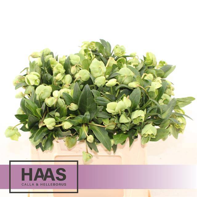 Хелеборус од. Магнификант Бэллс 30 (зел.), шт.