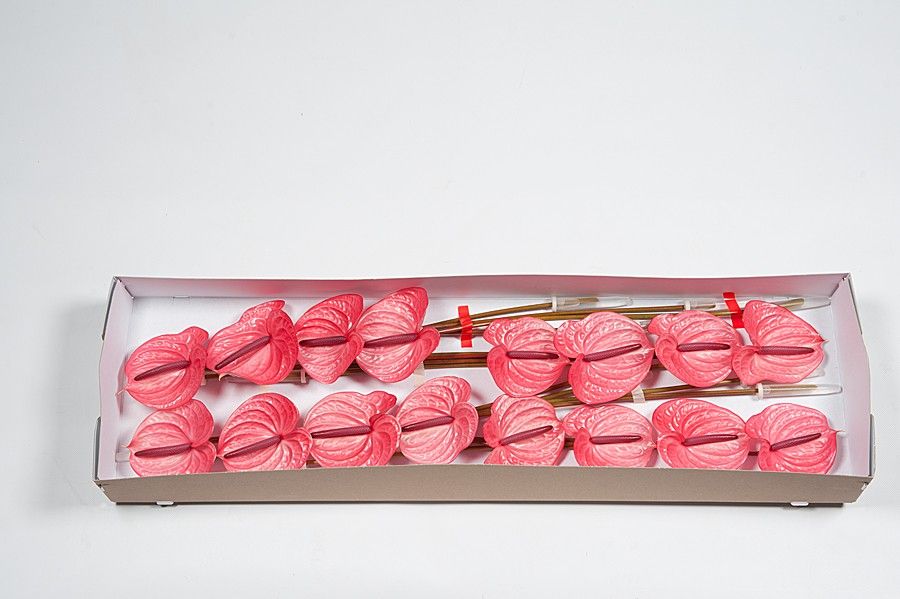 Антуриум Кeнди x16, шт.