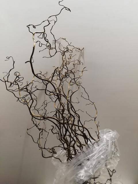 Корилус Конторта 80, шт.