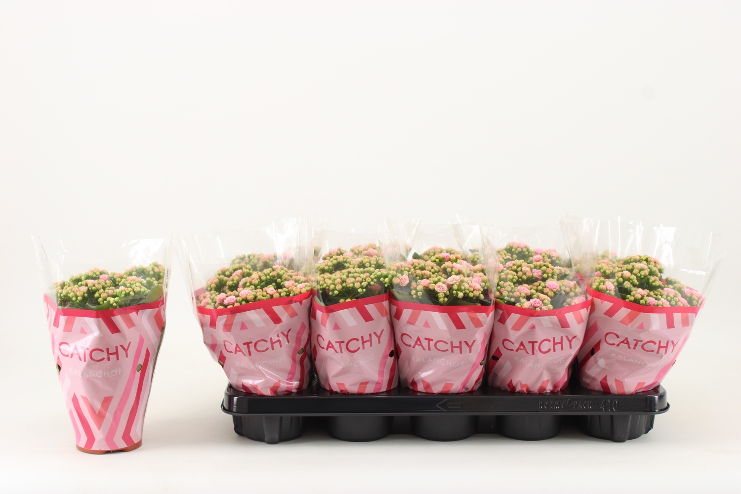 Kalanchoe Double, Catchy Season Pink-White, D 10,5
