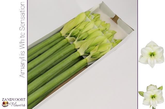 Амарилис Вайт Сенсейшн (бел.) x15, шт.