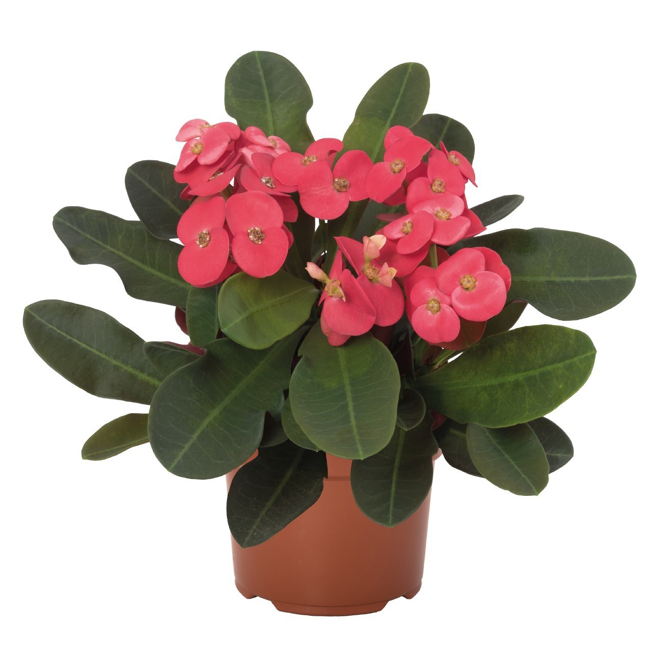 EUPHORBIA MILII 'EOS', D 6 cm