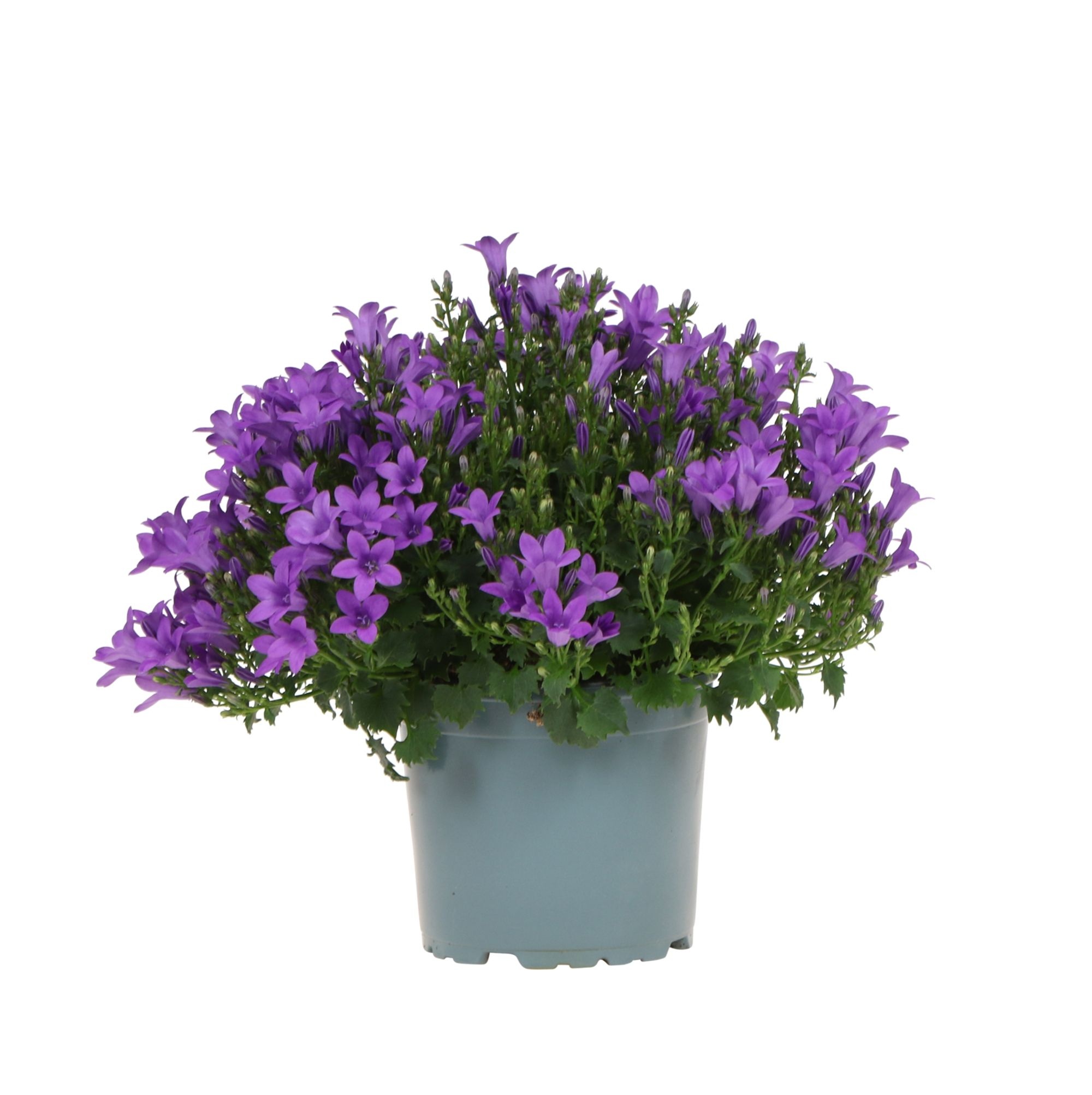 Campanula Intense purple, D 12