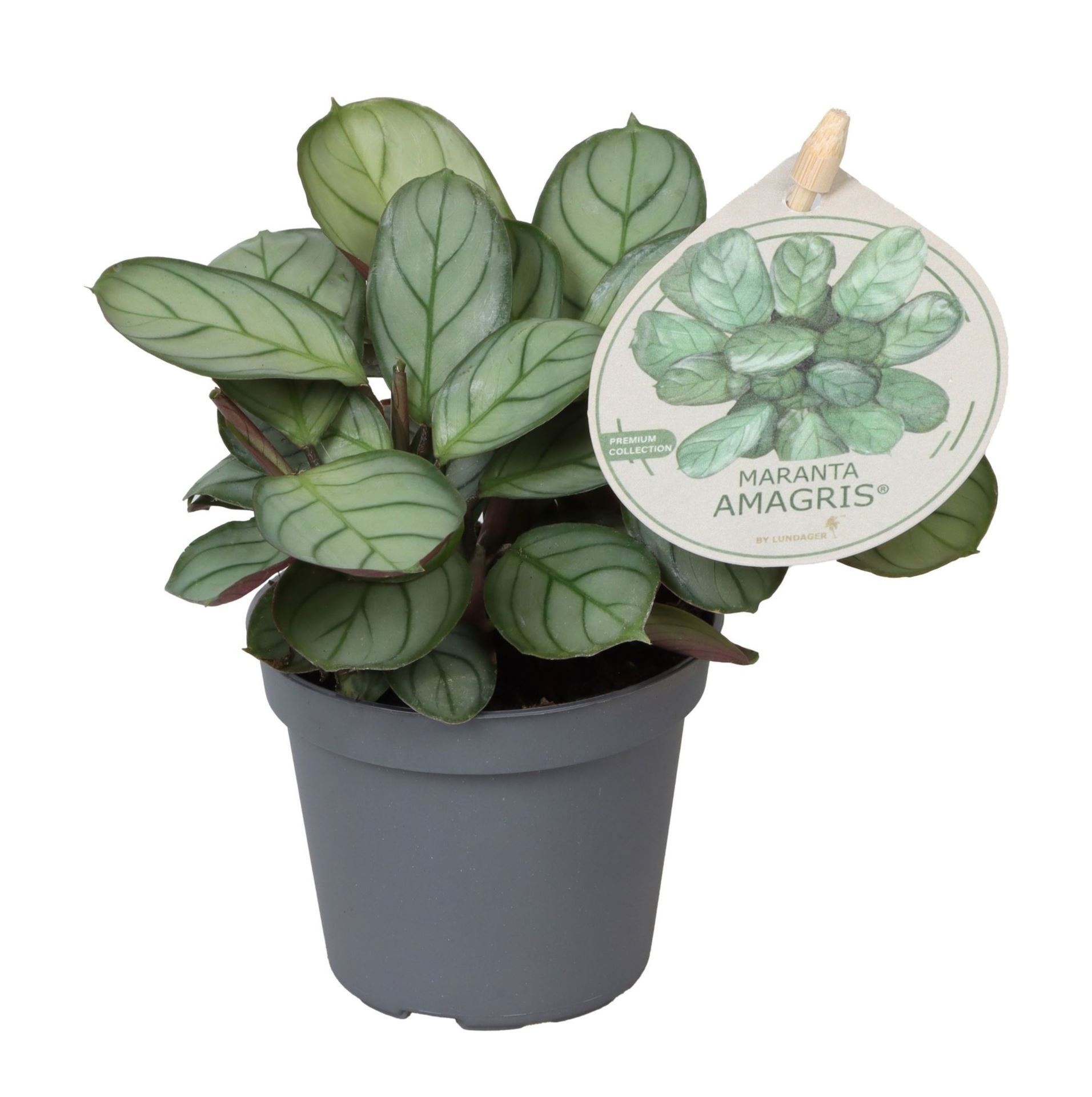 Maranta L. Amabilis Amagris� W. Label 6 cm, D 6