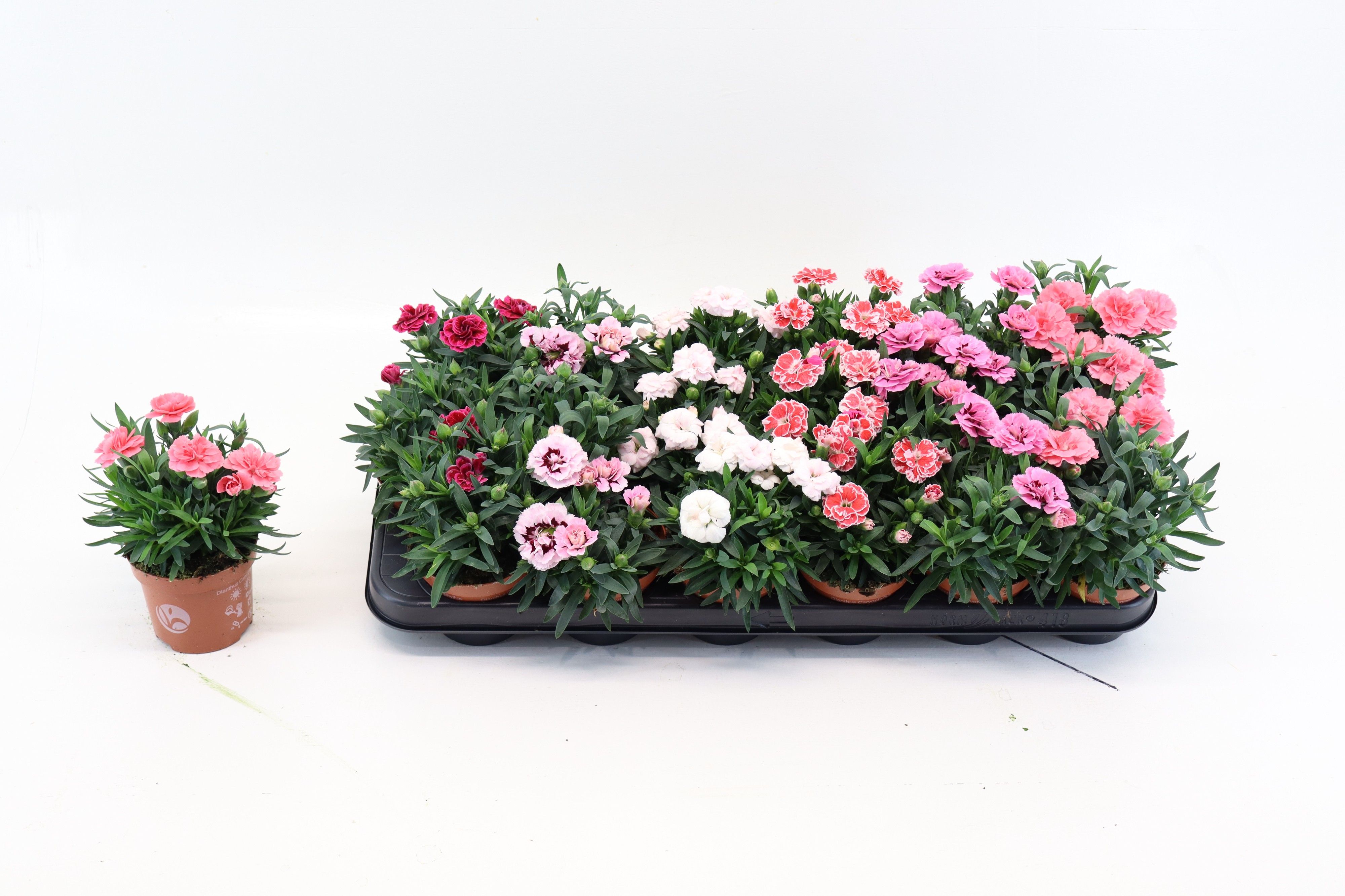 Dianthus p9 mix, D 9