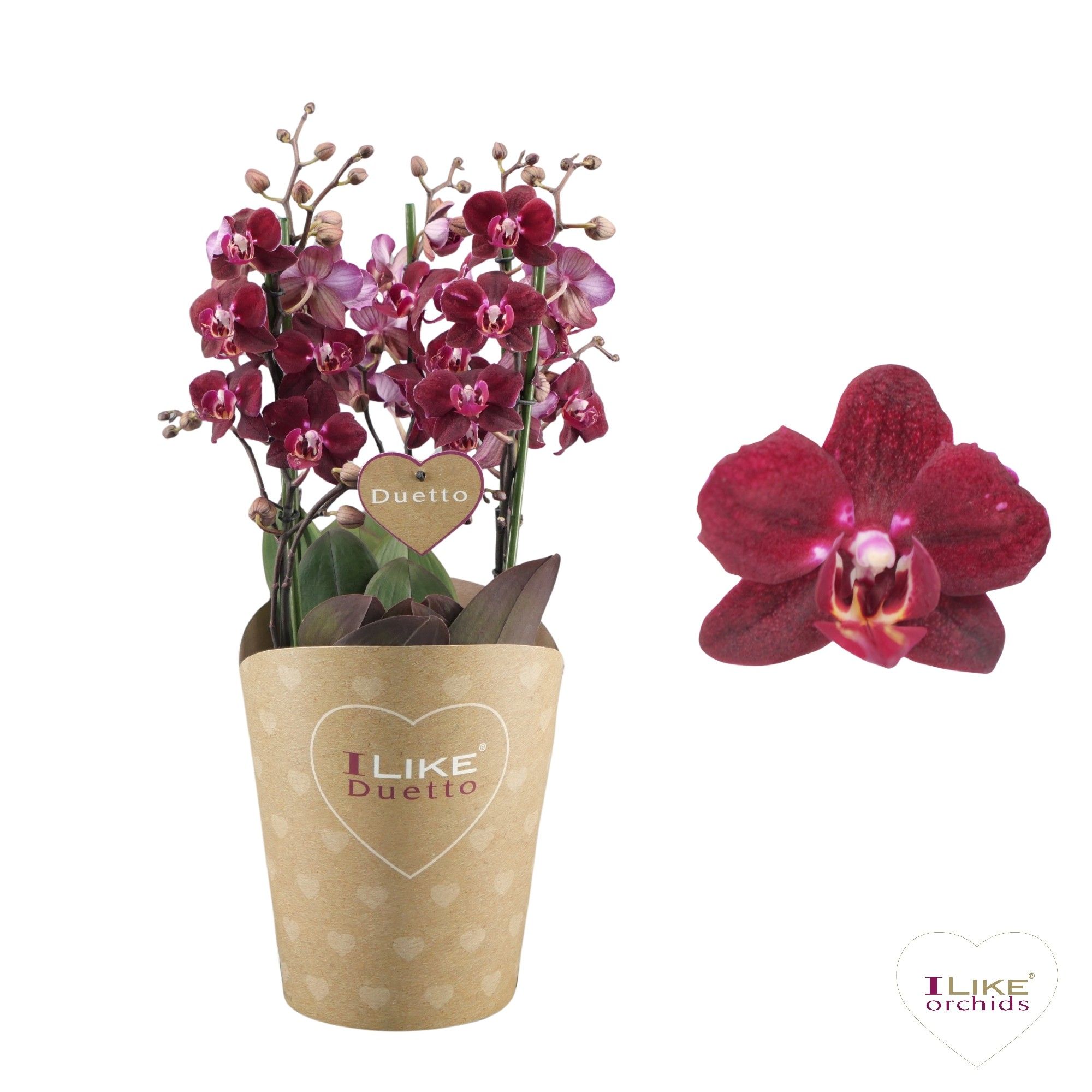 Duetto Multi - Cartagena 60+, D 17