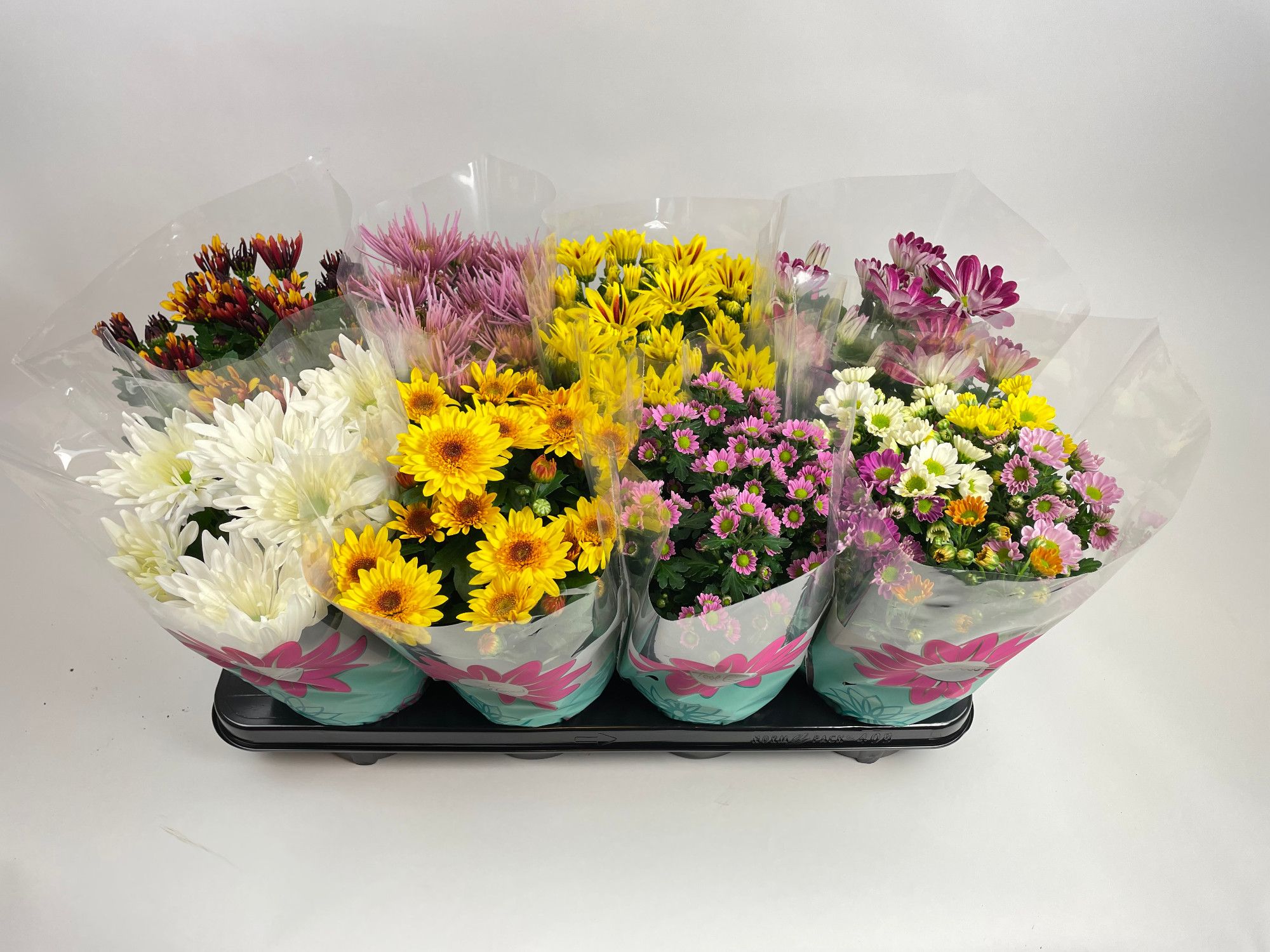 Chrysant Specials Gemengd Stadium 2, D 14