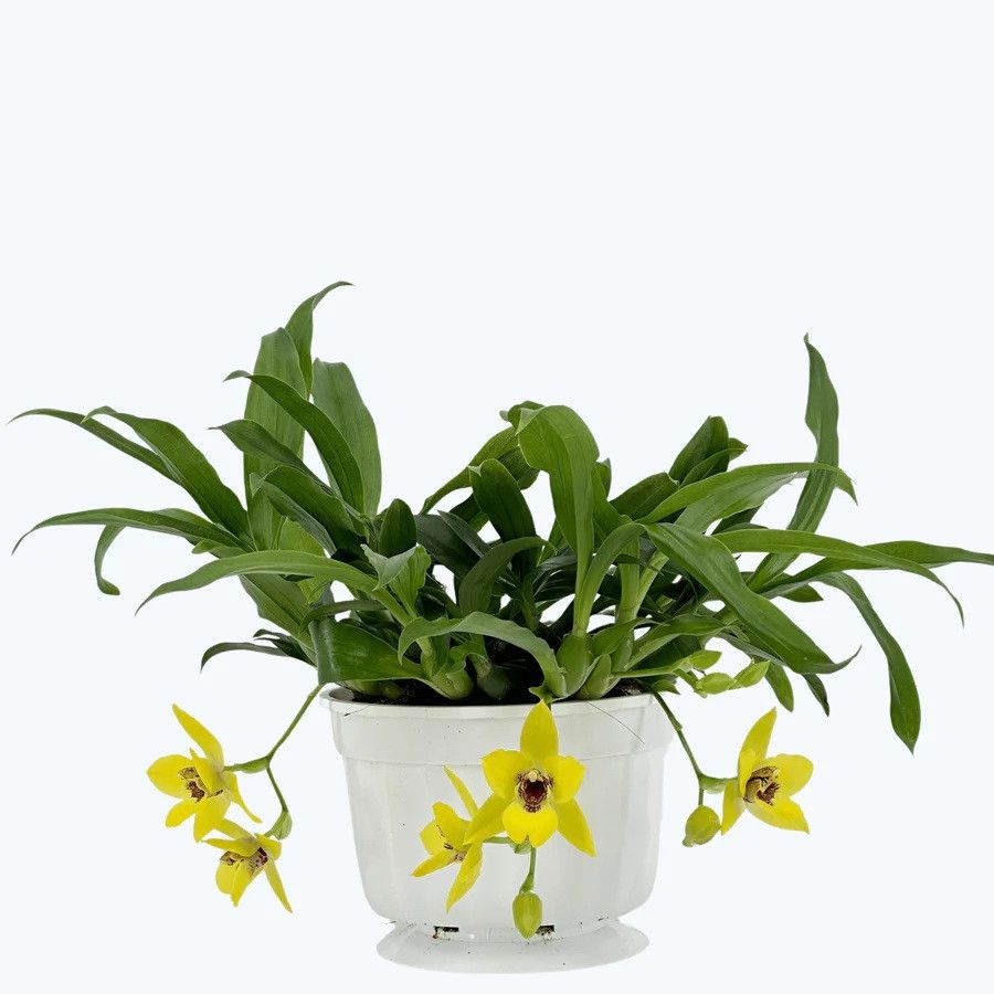 Propetalum Akka, D 14 cm