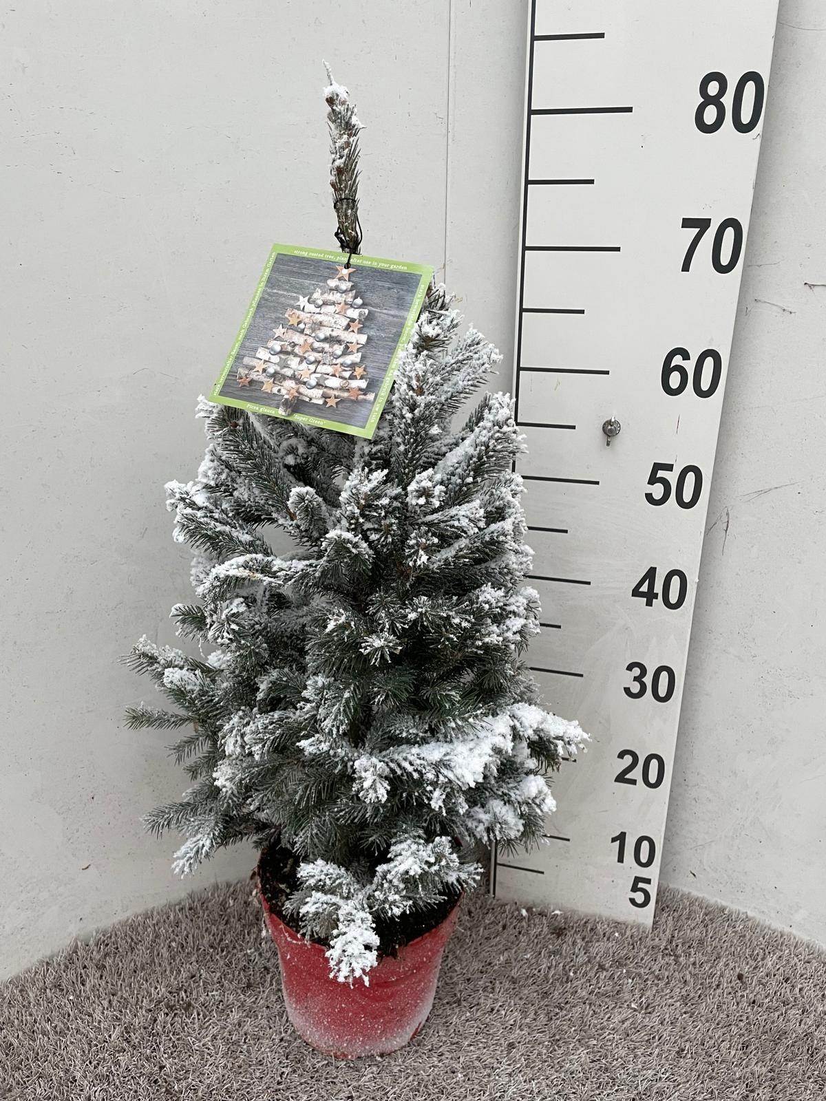 Picea sneeuw Super Green 75 cm P19 los, D 19