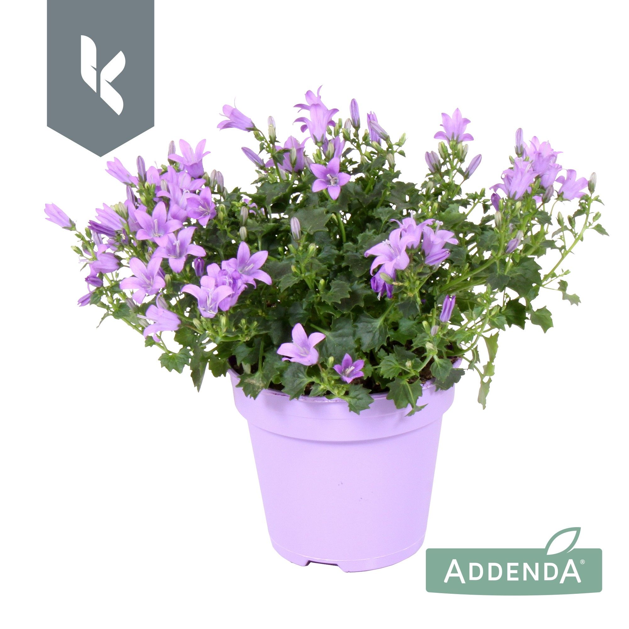 Campanula Ambella Lavender in ton sur ton, D 10,5