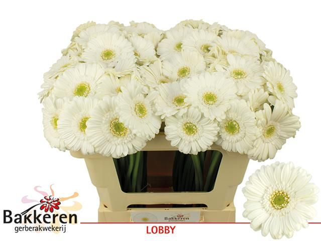 Гермини Лобби, шт. Гермини Лобби, шт.