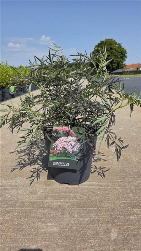 Sambucus nigra Black Lace, D 29 cm