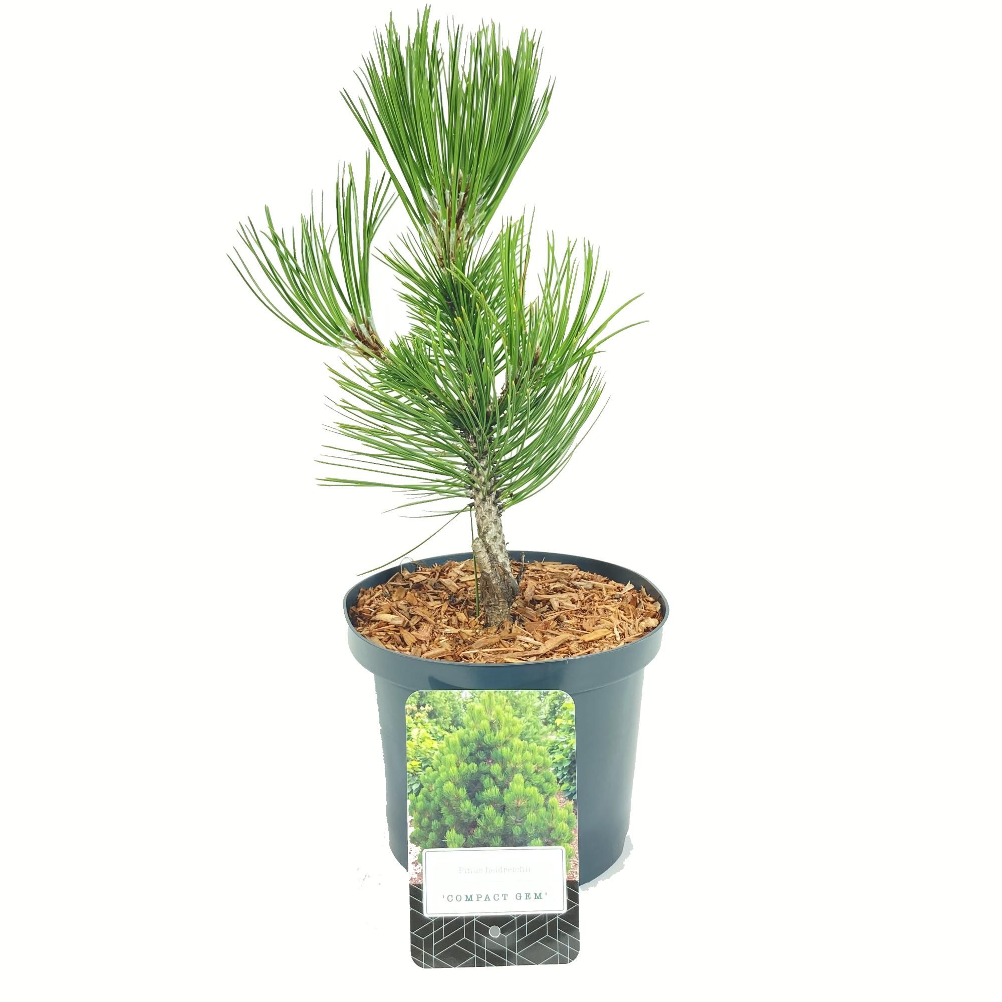 Pinus heldreichii 'Compact Gem', D 18 cm Pinus heldreichii 'Compact Gem', D 18 cm