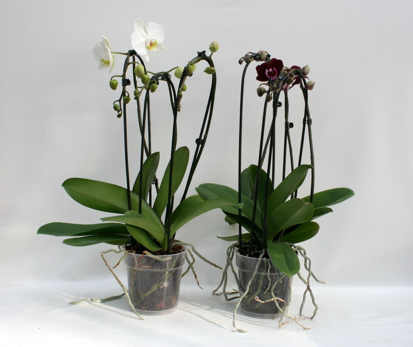 Phal. 3 tak 'Cascade' 12 cm Topf 'Two of Us', D 12