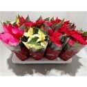 685 RE- PVO : P10.5 cm Kerstster - Pointsettia-Princettia mix kleuren per tray, D 10,5 cm 685 RE- PVO : P10.5 cm Kerstster - Pointsettia-Princettia mix kleuren per tray, D 10,5 cm