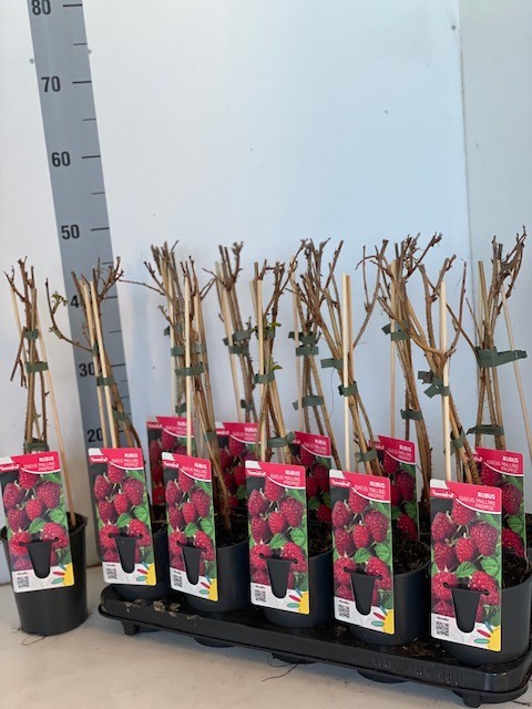 Rubus idaeus Malling Promise, D 12