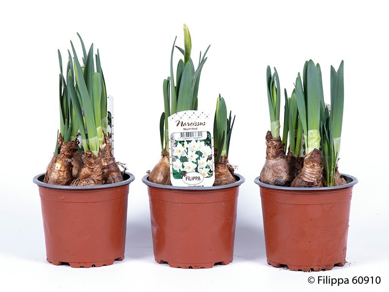 NARCISSUS INCOMPARABILIS 'Mount hood', D 11