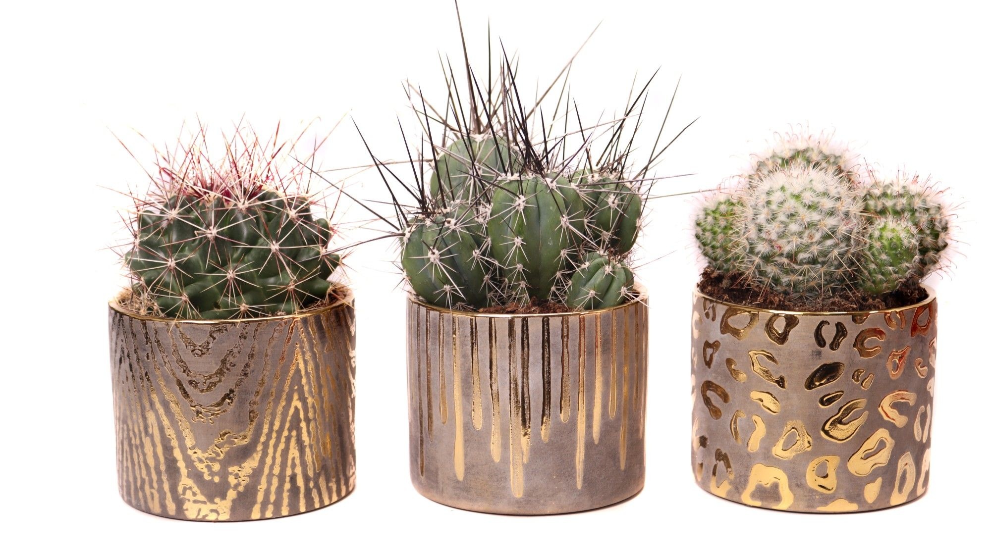 Cactus mix 10,5 cm in zambia pot, D 12 cm