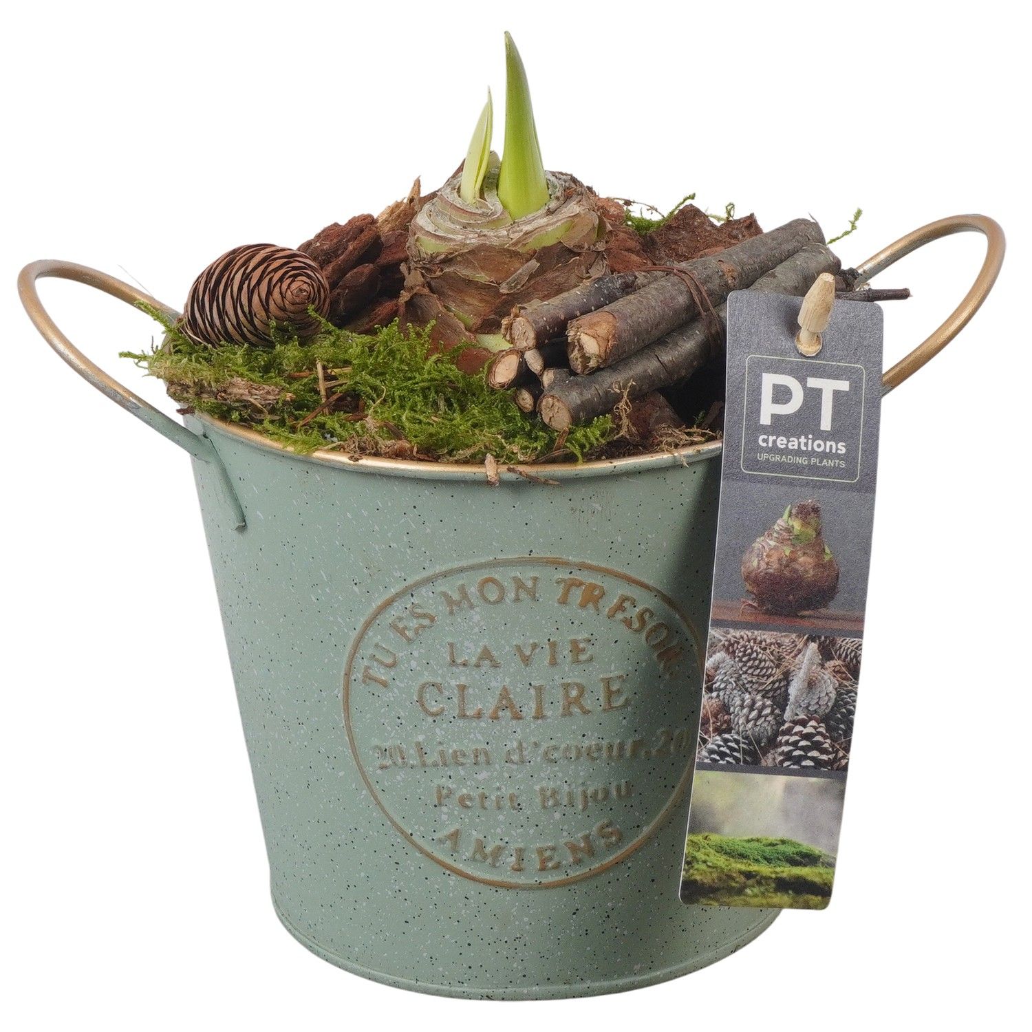 PTAA7523 Arrangement Amaryllis in metalen pot, D 13 cm