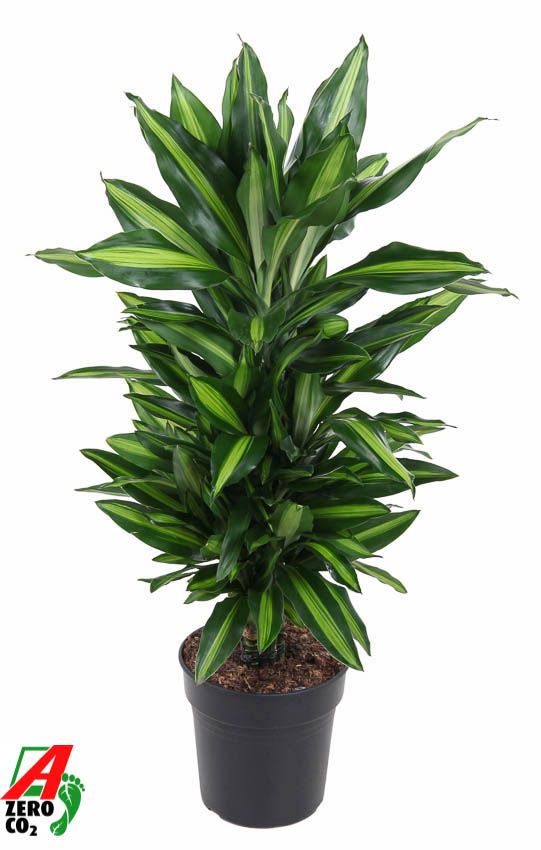 Dracaena Cintho vertakt P21, D 21