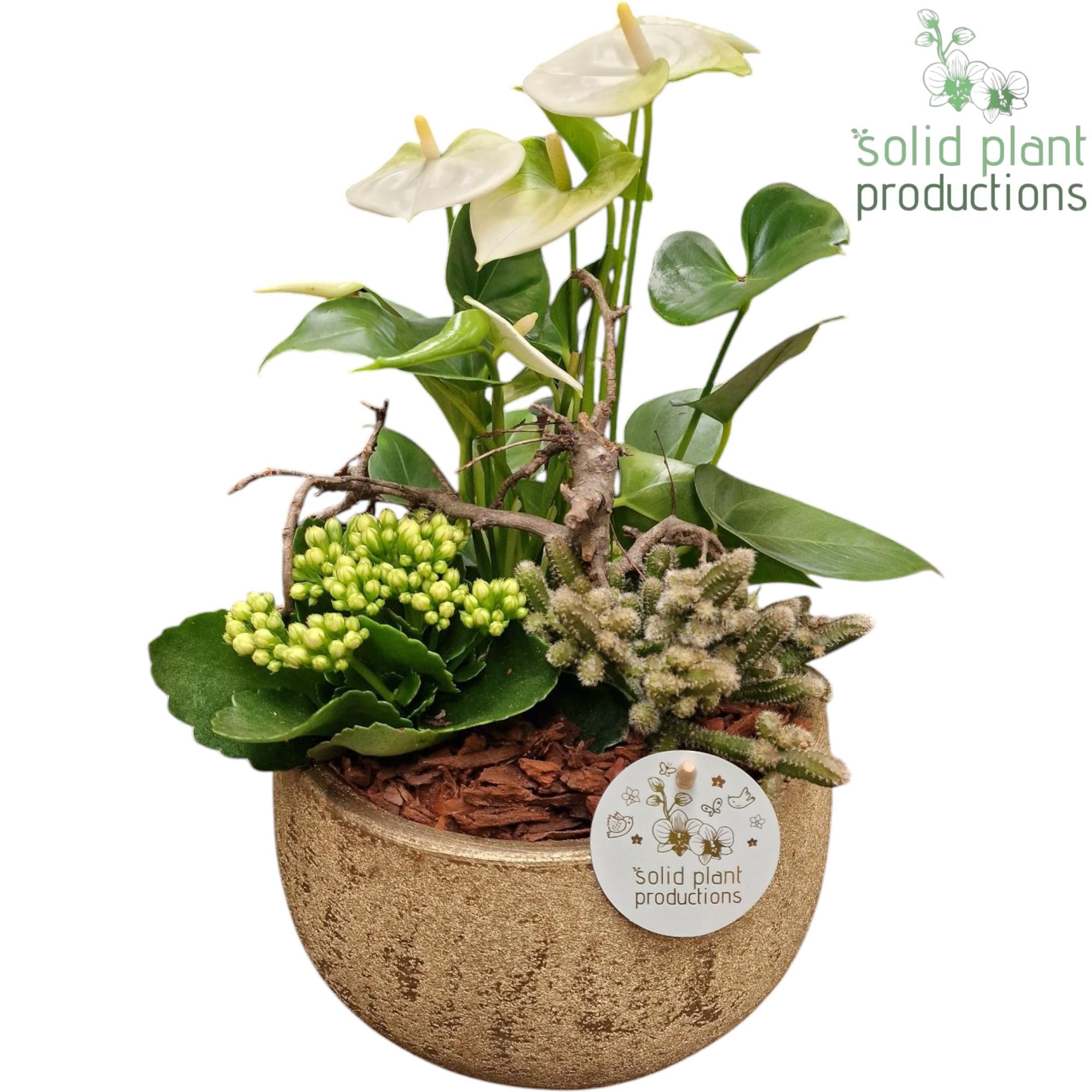 AT051 Esra Small Gold Anthurium, D 21