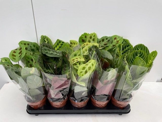 Maranta Exclusive Line Mix, D 12